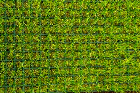 Flowerbed vegetable Stock Photos