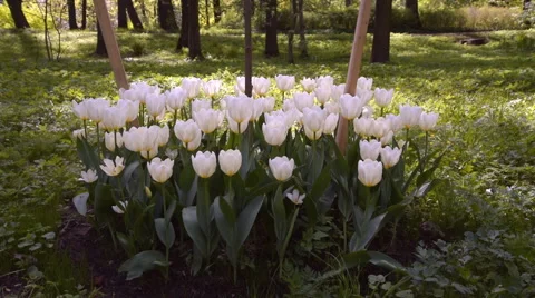 Flowerbed with white tulips Vidéo 63198904