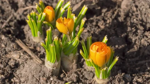 Flowerbed with yellow flowers Video stock 199000265