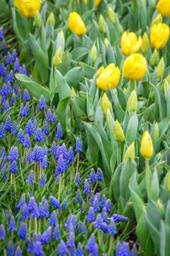 Flowerbed of yellow tulips Stock Photos
