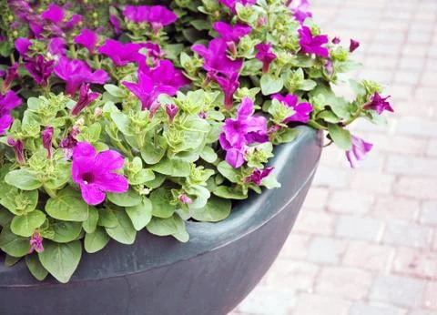 Flowerbeds Stock Photos
