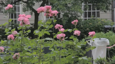 Flowerbeds in the streets of Amsterdam Stock Footage 39752696