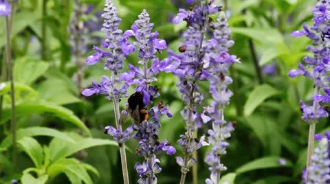 Flowerbee 4 Stock Footage 8848627