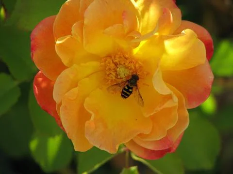 Flowerbee MACRO Stock Photos