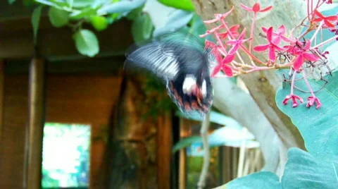 Flowerbf Stock Footage 504054