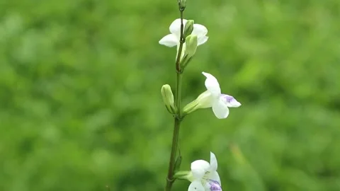 Flower&amp;bug Stock Footage 237358899