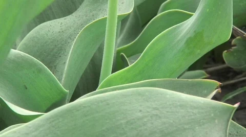 Flowerbulb field tilt  Stock Footage 808954