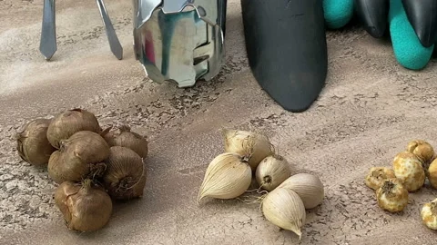 Flowerbulbs and gardening tools Stock Footage 139573349
