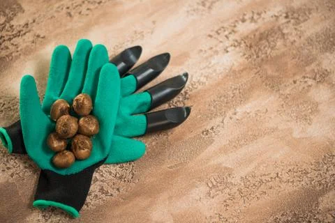 Flowerbulbs and gardening tools Foto stock