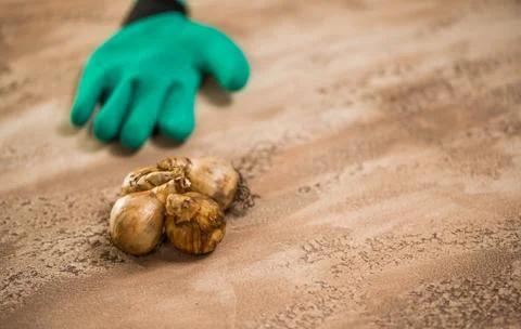 Flowerbulbs and gardening tools Foto stock