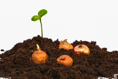 Flowerbulbs and green sprout Stock Photos