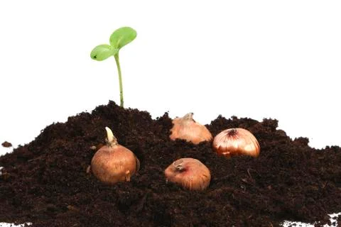 Flowerbulbs and green sprout Foto stock