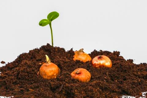 Flowerbulbs and green sprout Stock Photos