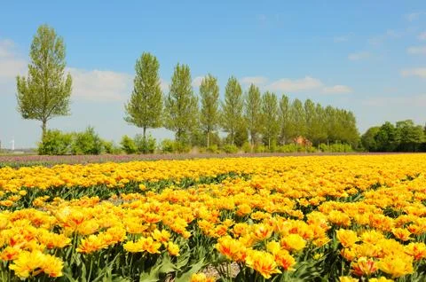 Flowerbulbs in holland Stock Photos