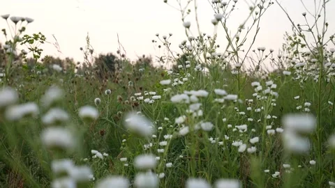 FlowerChamomileEvening Stock Footage 139400548