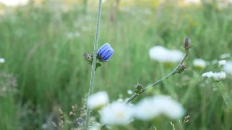 FlowerChicory Stock Footage 139400564