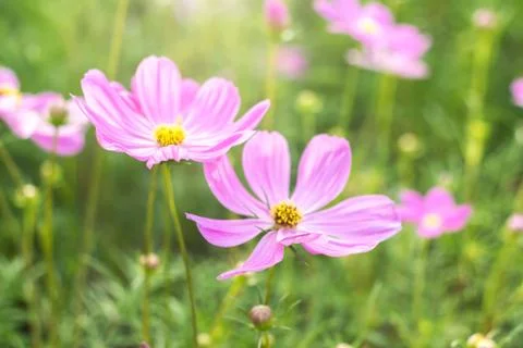 Flower,close up,nature Stock Photos