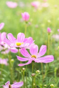 Flower,close up,nature Stock Photos