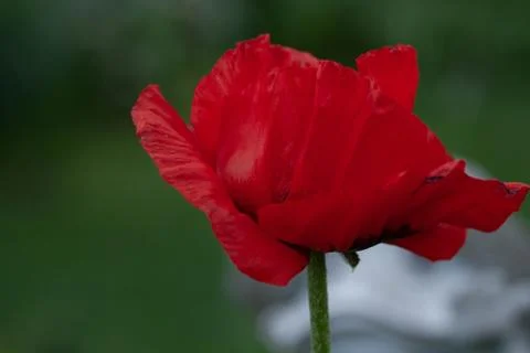 FlowerCloseup Foto stock