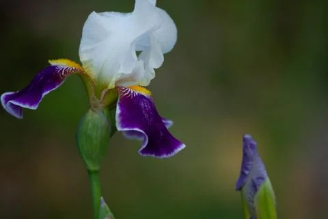 FlowerCloseup2 Foto stock