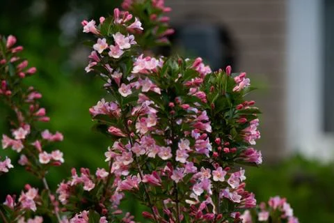 FlowerCloseup3 Foto stock