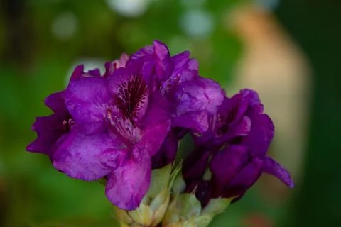 FlowerCloseup4 Stock Photos