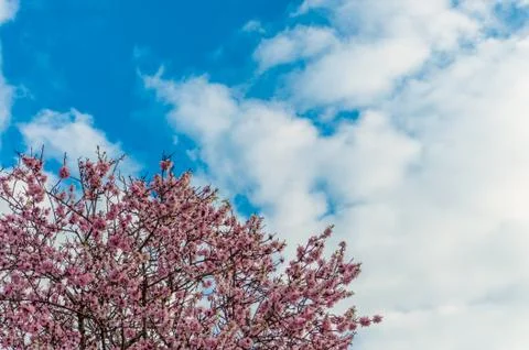 Flowered almond tree in spring Stock Photos