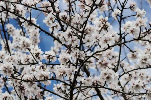 Flowered almond-tree in spring Stock Photos