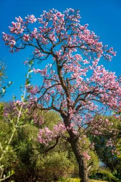 Flowered almond tree in spring Stock Photos