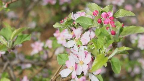 Flowered apple tree 库存影片 92926433