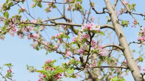 Flowered apples trees Video stock 92926426
