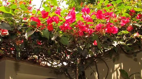 Flowered back yard Stock Photos