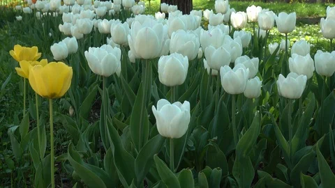 Flowered bed of white and yellow tulips. Tulips background. 4K Video stock 124554982