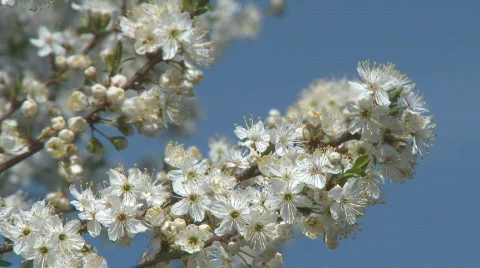Flowered branch with bee Stock Footage