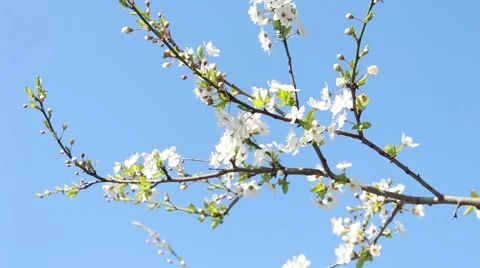 Flowered branch Stock Footage 62854365