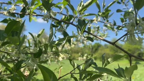 Flowered covered Russian Olive (Elaeagnus angustifolia) plant sways in breeze. Stock Footage 239492094