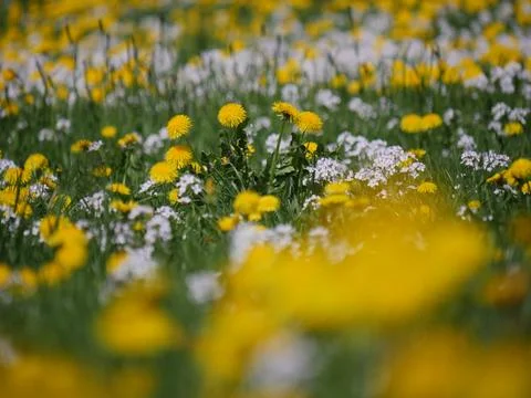 Flowered dandelion meadow Stock Photos