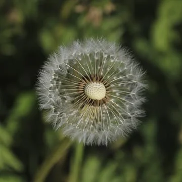 Flowered dandelion. Seeds Stock Photos