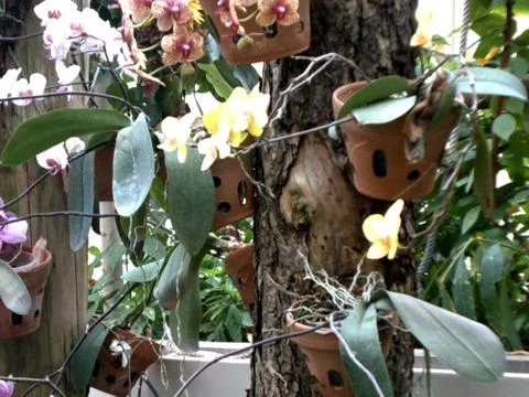 Flowered garden Stock Photos