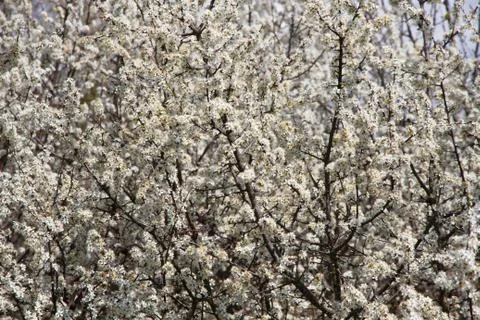 Flowered hawthorn Stock Photos