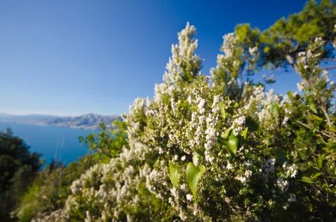 Flowered heather on the coastline Stock Photos