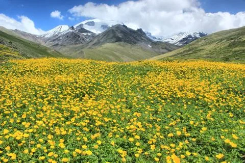 Flowered hill in mountains Stock Photos