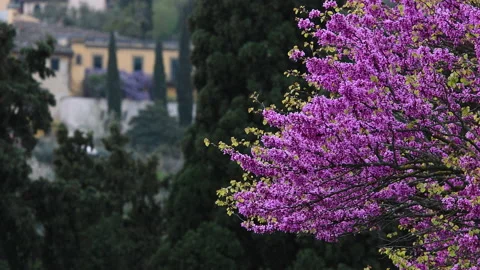 Flowered Judas tree moves in the wind Stock Footage 152402301