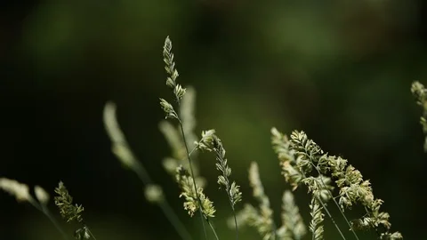 Flowered meadow weed close up still shoot Stock Footage 111382867