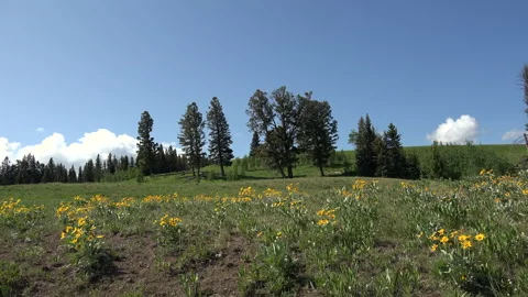Flowered meadow in Yellowstone, 4K. Stock Footage 312072573