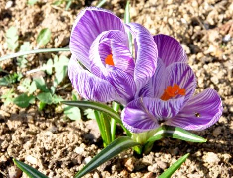 Flowered plant - crocus Stock Photos