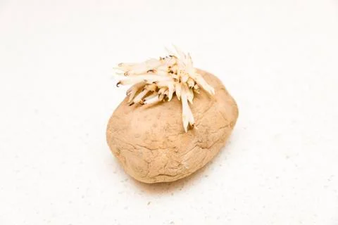 Flowered potato Stock Photos