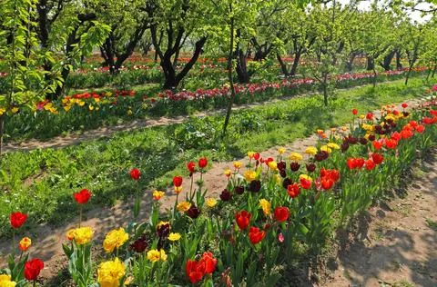 Flowered spring flowerbed in full bloom with tulips and without Stock Photos