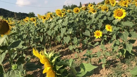 Flowered sunflowers 動画素材 82462452