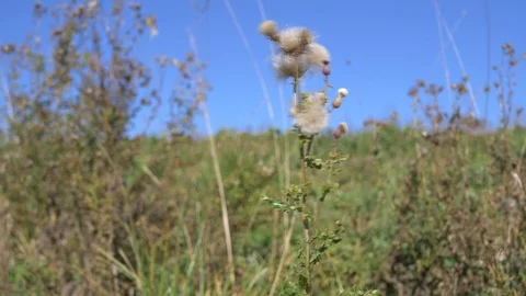 Flowered Thistle Stock Footage 104014078